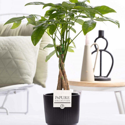 Pachira Aquatica im Keramiktopf – Ø12cm ↕45cm – Glückskastanie mit geflochtenem Stamm – Stilvolle Zimmerpflanze für Zuhause & Büro