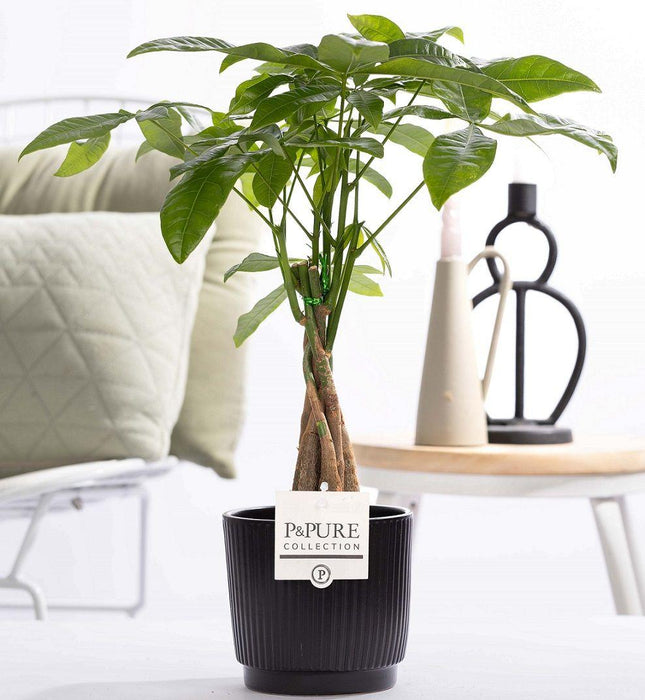 Pachira Aquatica im Keramiktopf – Ø12cm ↕45cm – Glückskastanie mit geflochtenem Stamm – Stilvolle Zimmerpflanze für Zuhause & Büro