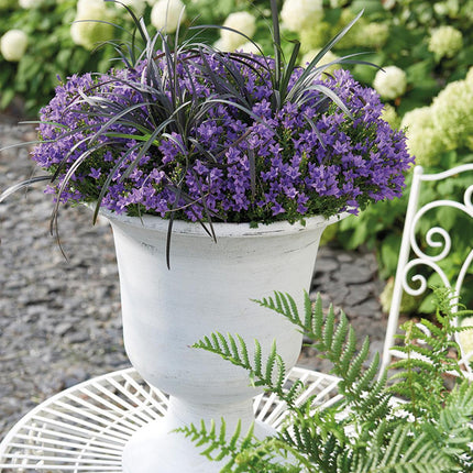 Campanula Addenda lila 12cm – winterharte mehrjährige Glockenblume – Wuchshöhe ca.20-30cm – pflegeleicht
