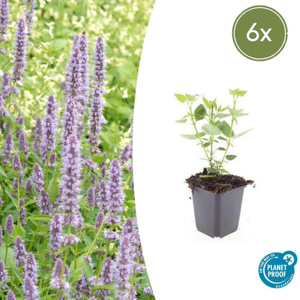 Asiatische Duftnessel – Agastache 'Blue Fortune' – ↕10-25cm – Ø9cm – 6 Pflanzen – Lavendelblaue Blüten – Schmetterlings- & bienenfreundlich – Sonniger Standort
