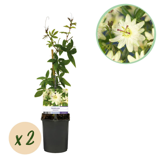 Passiflora Avalanche Passionsblume – Weiße Kletterpflanze 11cm – 2 Pflanzen Set ca.40cm – Duftende Blüten & Pflegeleicht