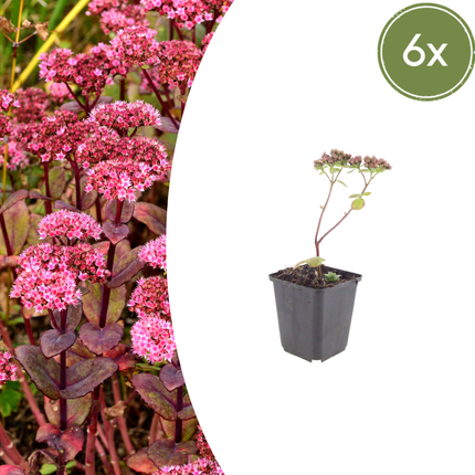 Sedum Matrona – 6 Pflanzen – Ø9cm – Höhe 10-25cm – Winterharte Fetthenne – Dunkelrosa Blüten