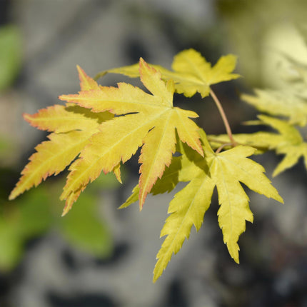 Japanischer Ahorn – Acer palmatum Orange Dream – ca. 70 cm hoch – Orange-Gelb – im 19 cm Topf – Balkon- & Gartenpflanze – Zierbaum mit Farbwechsel