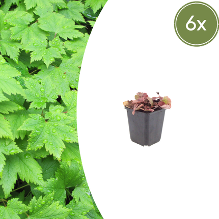 Tiarella cordifolia – 6 Pflanzen – Ø9cm – Höhe 10-25cm – Winterharte Schattenstaude – Weiße Blüten – Bodendecker für Beet, Gehölzrand & Waldgarten