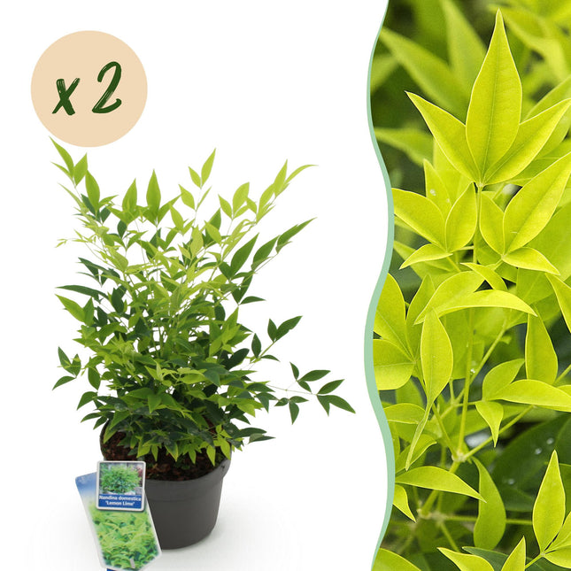 Nandina Lemon & Lime – 2 Pflanzen 17cm Höhe ca.45cm – Immergrün & farbintensiv – Gelbes Laub für Beet Balkon Terrasse – Pflegeleichter Zierstrauch