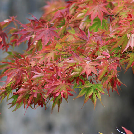 Acer palmatum Beni – maiko – 3 Pflanzen – 12cm – Höhe ca. 35cm – Japanischer Ahorn mit leuchtend roten Blättern & orangefarbener Herbstfärbung