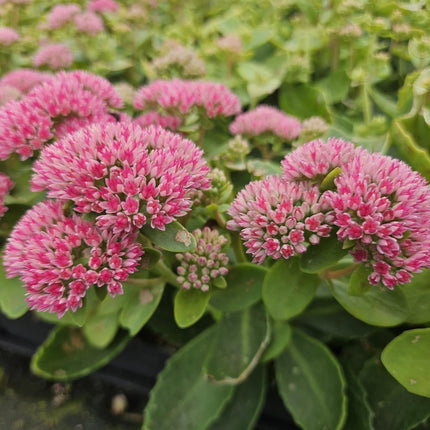 Hohes-Fettblatt Sedum 'Herbstfreude' – ↕10-25cm – Ø9cm – 6 Pflanzen – Winterhart – Trockenheitstolerant – Bienenfreundlich – Spätsommerblüte