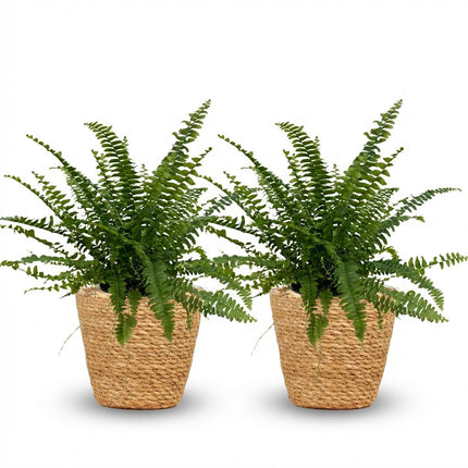 Nephrolepsis Exaltata Green Lady Farn – 2er Set Zimmerpflanzen im Korb Ø12cm Höhe25cm – Haustierfreundliche Grünpflanze – für Zimmer & Büro