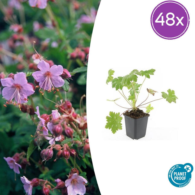 Geranium macrorrhizum 'Ingwersen's Var.' – 48 Pflanzen – ↕10-25cm – Ø9cm – Robuster Bodendecker – Zartrosafarbene Blüten – Duftend – Pflegeleicht – Sonne & Halbschatten