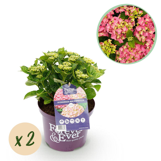 Hortensie Forever & Ever – Rosa – 2 Pflanzen – Hydrangea macrophylla – 23cm – Ca. 55cm hoch – 7-12 Blüten – Langanhaltende Blüte