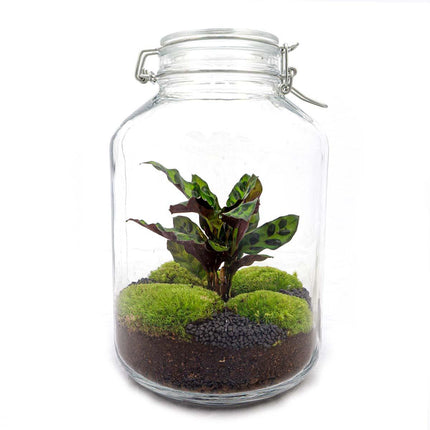 Flaschengarten Calathea – DIY Bausatz Terrarium – ↕28cm – Do-It-Yourself Pflanzen-Set im Glas mit Korkdeckel – Autarkes Mini-Ökosystem – Inkl. Calathea & Moos – Für Wohnung & Büro