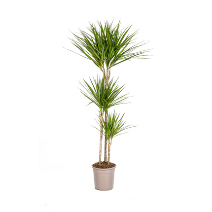 Drachenbaum Dracaena Marginata Green – Zimmerpflanze – Ø24cm – 130-150cm hoch – Schlanke, dunkelgrüne Blätter – Pflegeleicht & modern