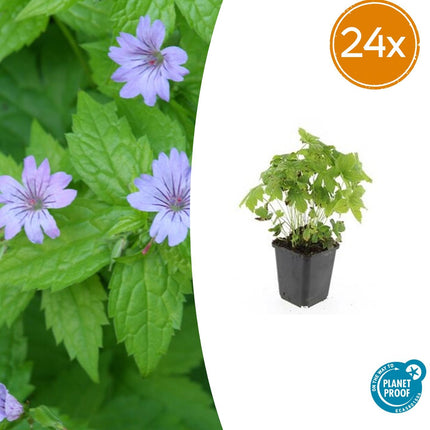 Geranium nodosum – 24 Pflanzen – ↕10-25cm – Ø9cm – Winterharte Staude – Tiefpurpurne Blüten – Bodendecker – Schattengarten – Pflegeleicht