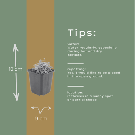 Filziges Hornkraut Cerastium tomentosum – 60 Pflanzen – 10-25cm – Ø9cm – Winterharte Bodendecker Staude mit weißen Blüten