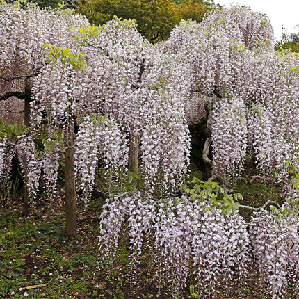 Kletterpflanze Wisteria floribunda Rosea – Rosa Blütentrauben – Frühling – 11cm x H40cm – Pflegeleicht – Für Garten, Pergola & Zaun