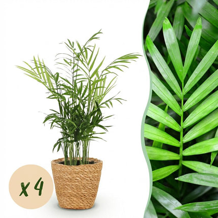 Chamaedorea elegans 4er Set Zimmerpflanzen inkl. Naturkorb
