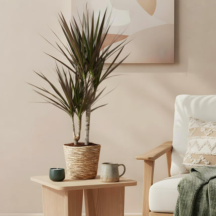 Dracaena Magenta – 2 pflegeleichte Drachenbäume – 17cm – Höhe 70-80cm – Rot – Grüne Zimmerpflanzen für Innenräume