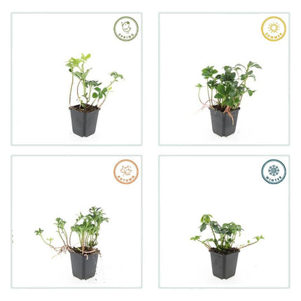 Schattengrün Pachysandra terminalis 'Green Sheen' – ↕10-25cm – Ø9cm – 40 Pflanzen – Immergrüner Bodendecker – Pflegeleicht & Winterhart – Ideal für Schatten