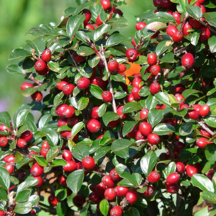 Cotoneaster dammeri 'Major' – Winterharter Bodendecker – 24 Pflanzen – ↕25cm – Ø9cm – Flachwachsend & pflegeleicht