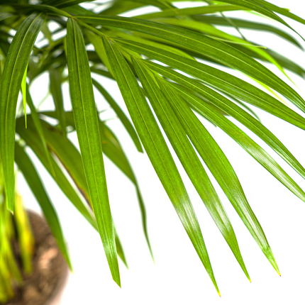 Dypsis Areca Lutescens inkl. Naturkorb – Höhe 100-120cm – Ø21cm – Goldpalme mit leuchtend grünen Blättern – Luftreinigende Zimmerpflanze