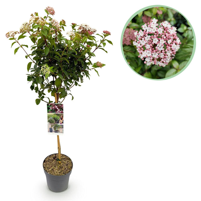 Viburnum tinus 'Eve Price' – Immergrüne Stamm-Pflanze – Höhe ca. 90 cm – Ø19 cm – Winterblühender Schneeball – Pflegeleicht – Für Balkon, Terrasse & Garten