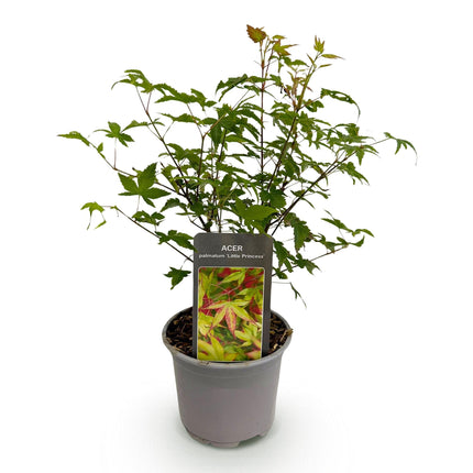 Ahorn Acer palmatum Little Princess – Grün – Laubabwerfend – Wenig Pflege – 12cm Höhe 35cm