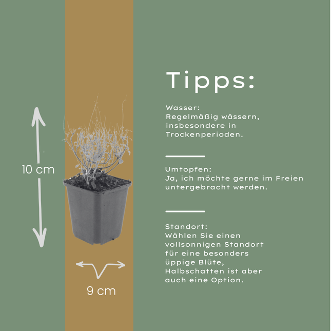 Bergminze Calamintha nepeta – 12 Pflanzen – 10-25cm – Ø9cm – Duftende Staude für sonnige Beete – Bienenfreundliche Gartenpflanze mit langer Blütezeit