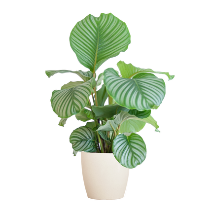 Korbmarante Calathea Orbifolia – Zimmerpflanze 65cm – Ø21cm – Luftreinigend – Inklusive biologisch abbaubarem Viber-Topf Weiß – Exotische Zimmerpflanze mit mintgrünen Blättern