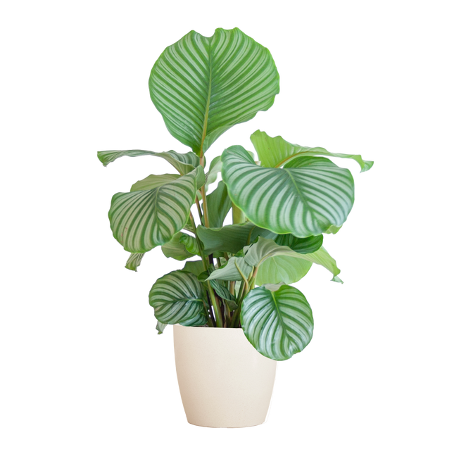 Korbmarante Calathea Orbifolia – Zimmerpflanze 65cm – Ø21cm – Luftreinigend – Inklusive biologisch abbaubarem Viber-Topf Weiß – Exotische Zimmerpflanze mit mintgrünen Blättern