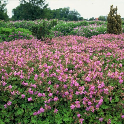 Geranium cantabrigiense 'Cambridge' – Bodendecker – 48 Pflanzen – Ø9cm – ↕10-25cm – Rosa Blüten – Pflegeleicht & bienenfreundlich