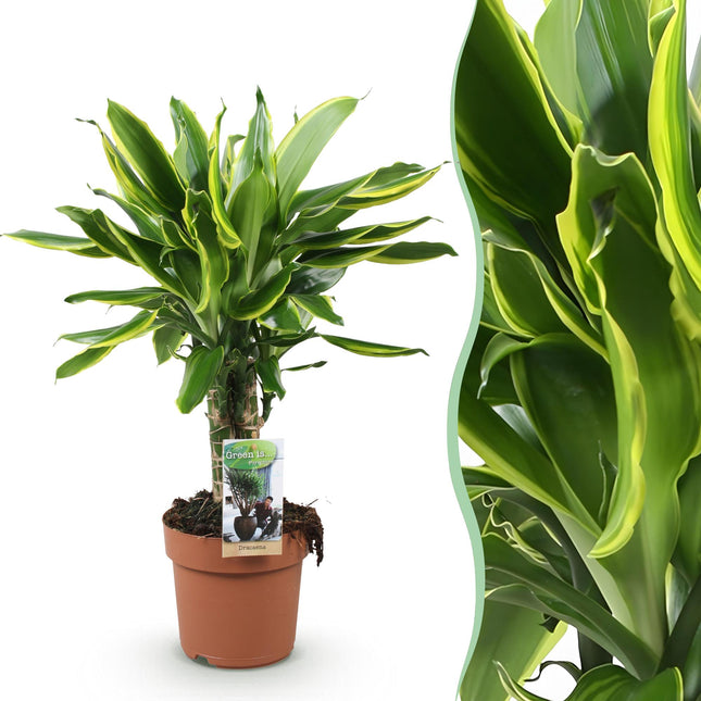 Dracaena fragrans Golden Coast – 50-55cm – 17cm – Pflegeleichter Drachenbaum in Grün – Gold