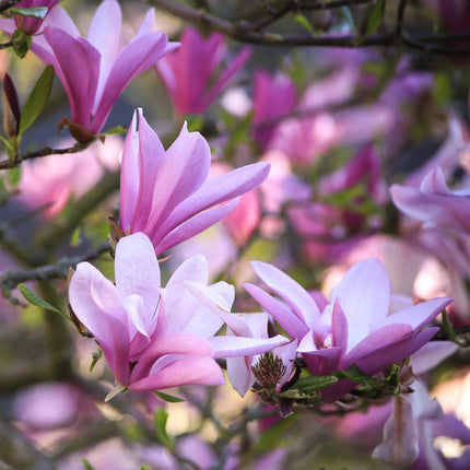 Magnolia Betty – 3 Pflanzen – 12cm – Höhe ca. 30cm – Laubabwerfende Magnolie mit großen rosafarbenen Frühjahrsblüten für Beet, Balkon & Terrasse