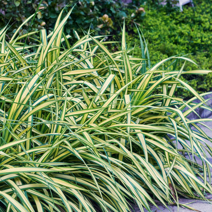 Ziergras Carex oshimensis 'Evergold' – Immergrün – 2 Pflanzen – Ø17 cm – Höhe 50 cm – Gelb-Grün gestreift – Pflegeleicht – Für Sonne & Schatten – Beet, Balkon & Kübel
