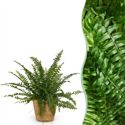 Nephrolepsis Exaltata Green Lady Farn – Zimmerpflanze im Korb Ø12cm Höhe25cm – Haustierfreundliche Grünpflanze – Luftreinigend & Pflegeleicht