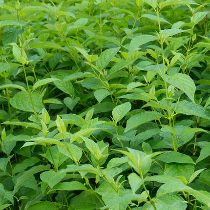 Cornus alba Flaviramea – Zierstrauch mit gelben Zweigen – 17cm – Höhe ca. 45cm – Laubabwerfender Hartriegel – Pflegeleicht & winterhart – Für Garten & Beetgestaltung