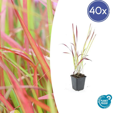 Japanisches Blutgras Imperata cylindrica 'Red Baron' – ↕10-25cm – Ø9cm – 40 Pflanzen – Winterhartes Ziergras für Beete & Kübel
