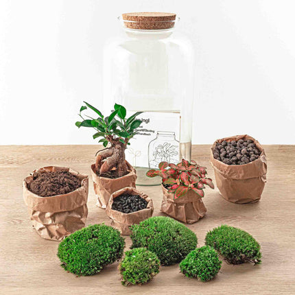 Flaschengarten Sven Bonsai – DIY Bausatz Terrarium – ↕43cm – Do – It – Yourself Pflanzen – Set im Glas mit Korkdeckel – Autarkes Mini – Ökosystem