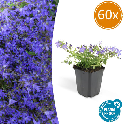 Hängepolster-Glockenblume Campanula poscharskyana 'Stella' – ↕10-25cm – Ø9cm – 60 Pflanzen – Blau blühend – Bodendecker & Überhangpflanze – Sonne & Schatten – Pflegeleicht