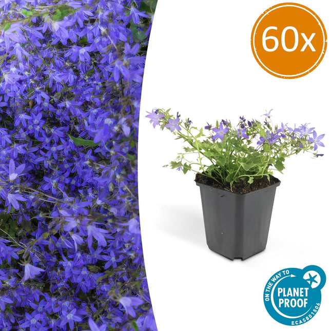 Hängepolster-Glockenblume Campanula poscharskyana 'Stella' – ↕10-25cm – Ø9cm – 60 Pflanzen – Blau blühend – Bodendecker & Überhangpflanze – Sonne & Schatten – Pflegeleicht