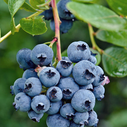 Vaccinium corymbosum 'Reka' – Blaubeere – Ø13cm – ↕45cm – Bio-Anbau – Ertragreiche Heidelbeere