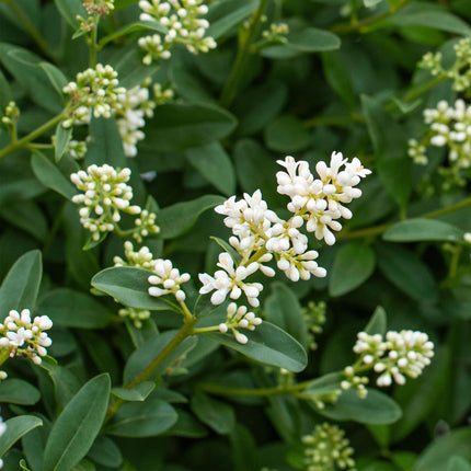 Ovalblättriger Liguster Ligustrum ovalifolium – Immergrüne Heckenpflanzen – 8 Pflanzen – 1m – 9cm Höhe 35-40cm – Grün – Pflegeleicht