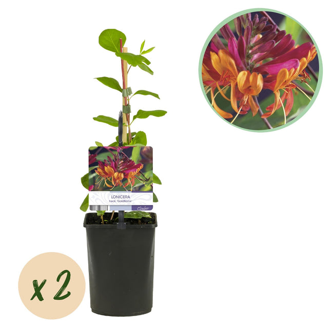 Geißblatt Lonicera heckrottii Goldflame – 2 Pflanzen 11cm – ca. 40cm hoch – Duftende Kletterpflanze mit rosa – gelben Blüten – Für Zaun & Pergola