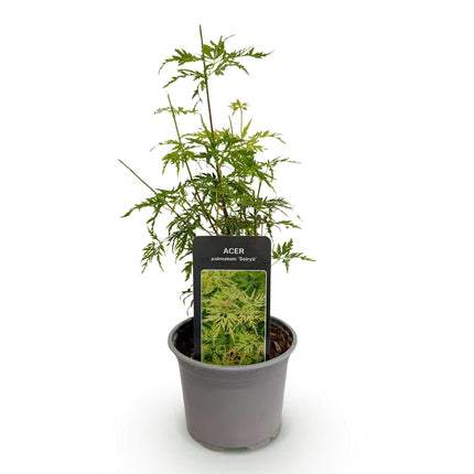 Ahorn Acer palmatum Seiryu – 12cm – Höhe ca. 35cm – Filigranes grünes Laub & leuchtende Herbstfarben – Laubabwerfender pflegeleichter Zierstrauch