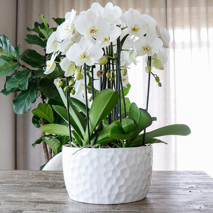 Keramik-Pflanzschale mit Honig-Muster – Pflanzgefäß – Ø30 cm – Dekorativer Blumentopf – Für Orchideen & Zimmerpflanzen