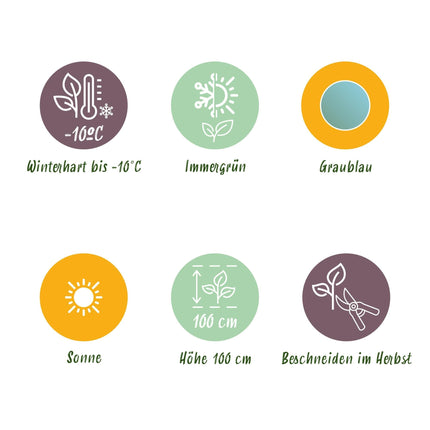 Eukalyptusbaum - Eukalyptus gunnii - Grau - 4 Pflanzen - Terrassenpflanze - Winterhart - 14cm Höhe 30cm