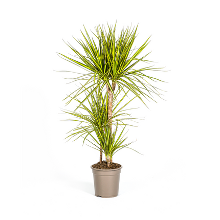 Drachenbaum - Dracaena Marginata ‘Sunray’ – Zimmerpflanze – Ø21 cm – Höhe 100–110 cm – Tropischer Farbkontrast – Pflegeleicht & dekorativ