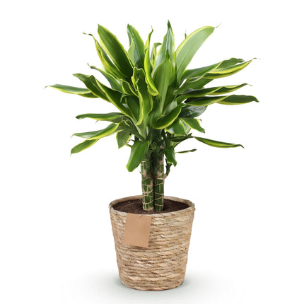 Dracaena fragrans Golden Coast – 50-55cm – 17cm inkl. Naturkorb – Pflegeleichter Drachenbaum mit goldgrünem Blattwerk