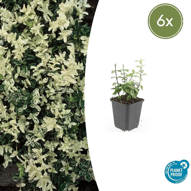Kriechspindel – Euonymus fortunei 'Harlequin' – ↕10-25 cm – Ø9 cm – 6 Pflanzen – Bodendecker – Buntlaub – Sonne & Schatten – Pflegeleicht – Winterhart