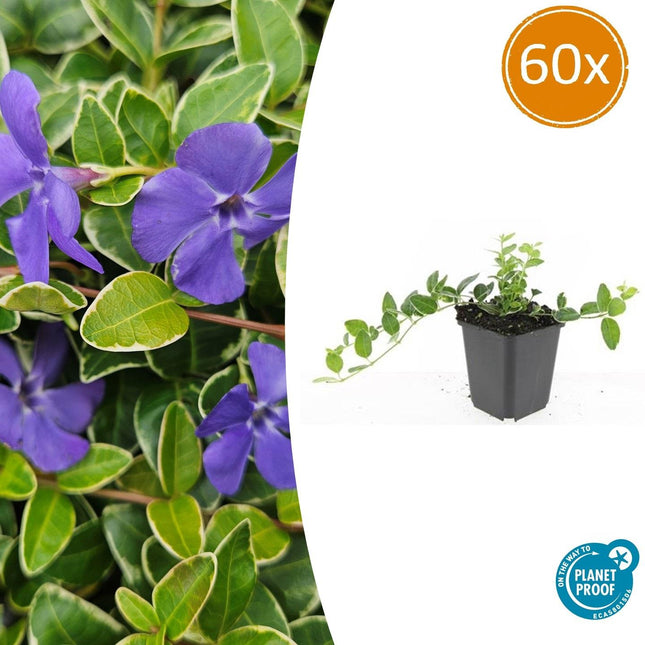 Kleinblättriges weißbuntes Immergrün Vinca minor 'Argenteovariegata' – ↕10-25cm – Ø9cm – 60 Pflanzen – Silbrig – weißes Laub – Violette Blüten