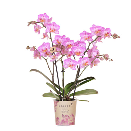 Rosa Phalaenopsis Orchidee – Switzerland – Ø9cm – Elegante Orchidee mit weißen Adern – Blühende Zimmerpflanze mit 2–3 Trieben – Kompakt & dekorativ – Frisch vom Züchter